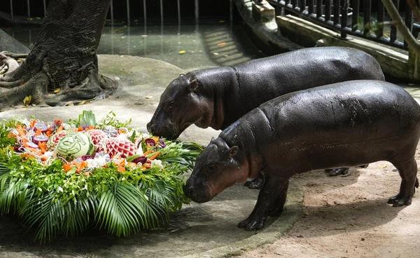 "หมูเด้ง" อายุครบ 2 ขวบ เขาเขียวจัดฉลองใหญ่ แฟนคลับร่วมอวยพรคึกคัก