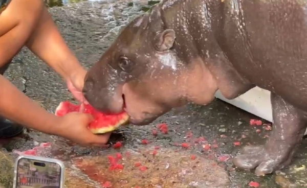  "สวนสัตว์เปิดเขาเขียว"เสิร์ฟหวานเย็นผลไม้คลายร้อนช่วยสัตว์ป่า | เรื่องดีดีทั่วไทย | 8-4-69