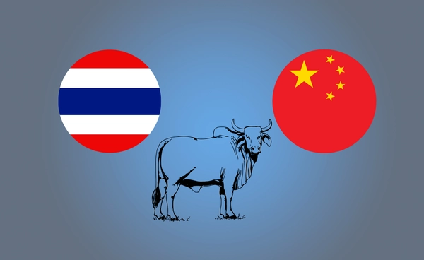 ดันส่งออก "โคเนื้อไทย" ไปจีน 100,000 ตัวต่อเดือน รัฐบาลไทยจับมือเอกชนจีน