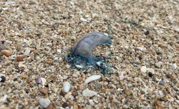 เตือน “แมงกะพรุนพิษ” เกลื่อนหาดหมู่เกาะลันตา ประกาศปิดอุทยานไร้กำหนด