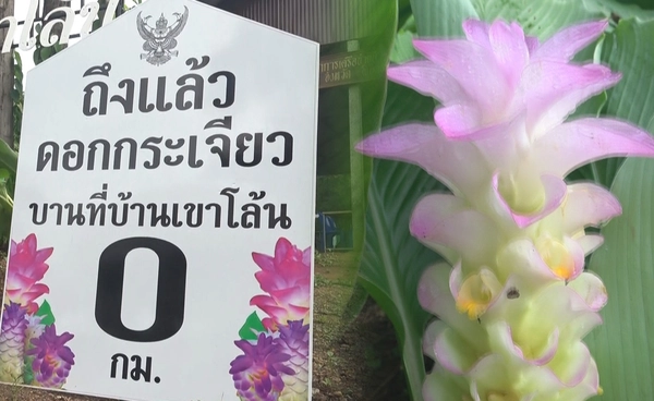พิจิตรเปิดเที่ยวดอกกระเจียวยักษ์ บ้านเขาโล้น ชมได้ถึง ต.ค.