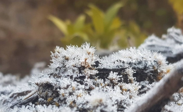 อินทนนท์ทุบสถิติหนาวโค้งสุดท้าย เหมายขาบ 40 ครั้งสูงสุดรอบ 10 ปี