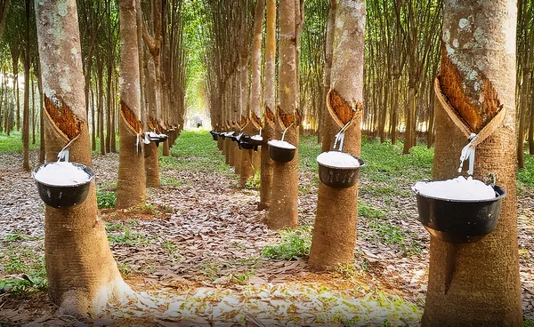 "ยางพารา" ราคานิวไฮรอบ 10 ปี โอกาสทองส่งออกไทย หลังราคาน้ำมันพุ่ง หนุนดีมานด์ยางธรรมชาติ