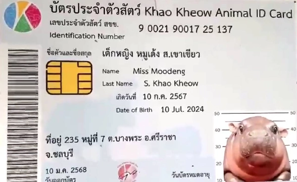 "สวนสัตว์เปิดเขาเขียว"เตรียมฉลองวันเกิดครบ 2 ปี "หมูเด้ง"ฮิปโปฯซุปตาร์  | เรื่องดีดีทั่วไทย | 8–7-69