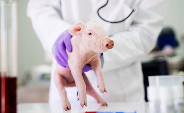 ญี่ปุ่นเตรียมปลูกถ่ายไตหมู ให้ทารกในครรภ์ ประเทศไทยร่วมโครงการด้วย