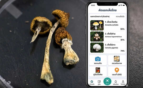 กรมวิทย์ฯ ผุดแอป “คัดแยกเห็ดไทย” คัดกรองเห็ดพิษ สกัดป่วย-เสียชีวิต