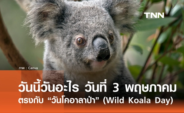 วันนี้วันอะไร 3 พฤษภาคม 2569 ตรงกับ "วันโคอาลาป่า" (Wild Koala Day)