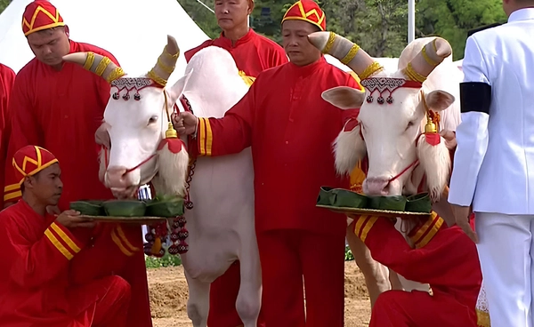 ผลเสี่ยงทายวันพืชมงคล 2569 พระโคกินถั่ว น้ำ หญ้า เหล้า ทำนายว่าอะไร?