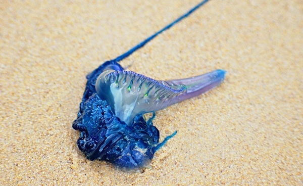พบ “แมงกะพรุนมีพิษรุนแรง” โผล่ชายหาดท้ายเหมือง-ภูเก็ต เตือนนทท.ระวังอันตราย