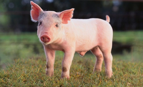 จีนปลูกถ่าย ตับ-ไตหมูในมนุษย์ สำเร็จครั้งแรกของโลก