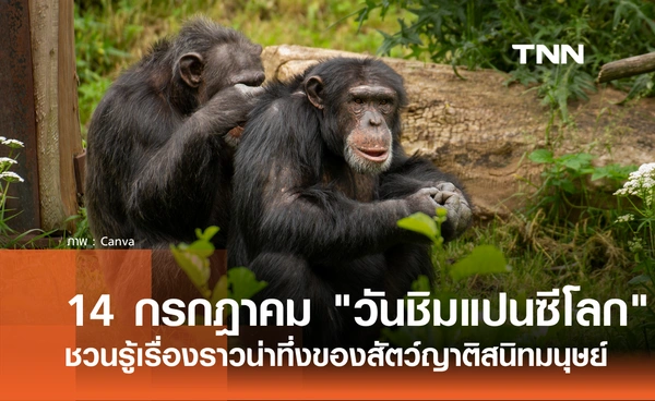 14 กรกฎาคม 2569 ตรงกับ "วันชิมแปนซีโลก" ชวนรู้เรื่องราวน่าทึ่งของสัตว์โลก ญาติสนิทมนุษย์