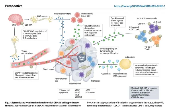 does glp 1 reduce cortisol Does GLP-1 Help with High Cortisol? UK Evidence and Treatment Options