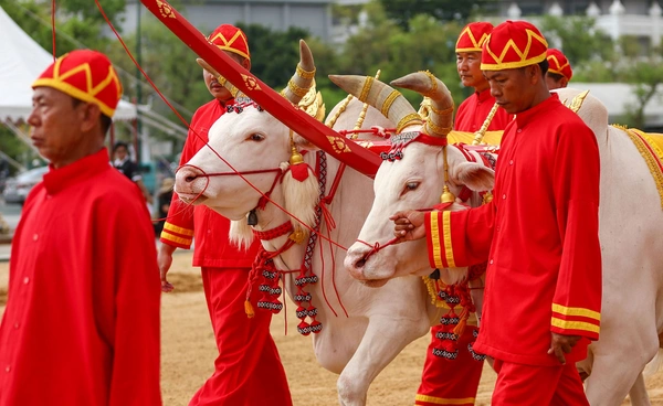 วันพืชมงคล 2569 เปิดความหมายการเสี่ยงทาย-คำพยากรณ์ พระราชพิธีพืชมงคลจรดพระนังคัลแรกนาขวัญ