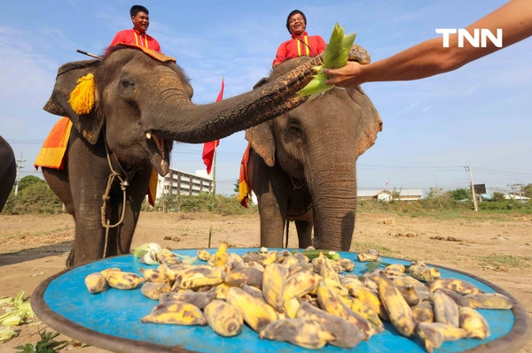 รูป-อยุธยาจัดใหญ่ "วันช้างไทย 69”  เชิดชูสัตว์คู่แผ่นดิน เลี้ยงโต๊ะจีนช้าง 70 เชือก-22