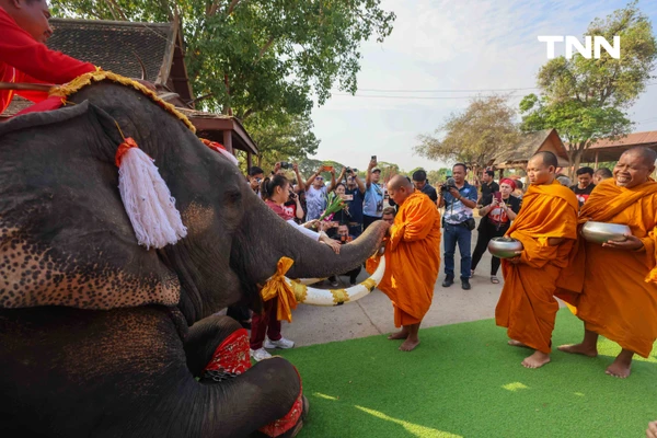 รูป-อยุธยาจัดใหญ่ "วันช้างไทย 69”  เชิดชูสัตว์คู่แผ่นดิน เลี้ยงโต๊ะจีนช้าง 70 เชือก-11