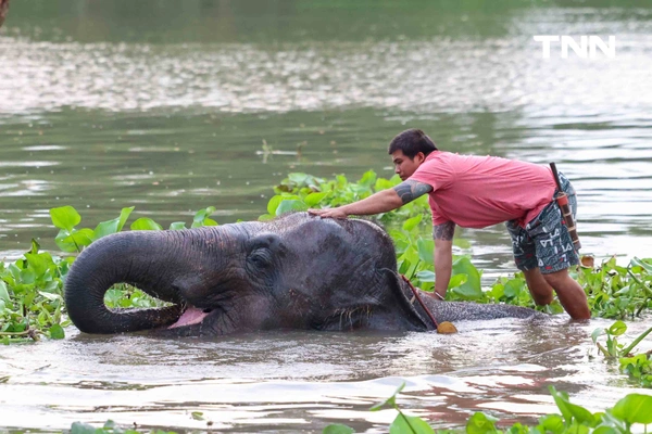 รูป-อยุธยาจัดใหญ่ "วันช้างไทย 69”  เชิดชูสัตว์คู่แผ่นดิน เลี้ยงโต๊ะจีนช้าง 70 เชือก-5