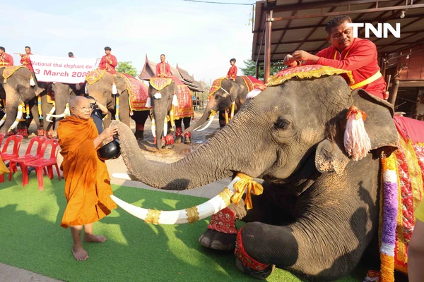 รูป-อยุธยาจัดใหญ่ "วันช้างไทย 69”  เชิดชูสัตว์คู่แผ่นดิน เลี้ยงโต๊ะจีนช้าง 70 เชือก-10