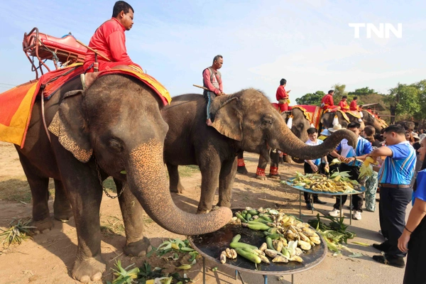 รูป-อยุธยาจัดใหญ่ "วันช้างไทย 69”  เชิดชูสัตว์คู่แผ่นดิน เลี้ยงโต๊ะจีนช้าง 70 เชือก-19