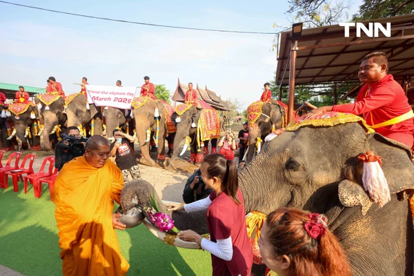 รูป-อยุธยาจัดใหญ่ "วันช้างไทย 69”  เชิดชูสัตว์คู่แผ่นดิน เลี้ยงโต๊ะจีนช้าง 70 เชือก-12