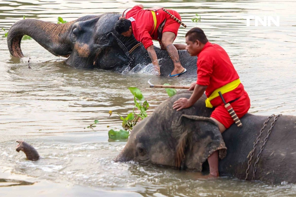 รูป-อยุธยาจัดใหญ่ "วันช้างไทย 69”  เชิดชูสัตว์คู่แผ่นดิน เลี้ยงโต๊ะจีนช้าง 70 เชือก-9