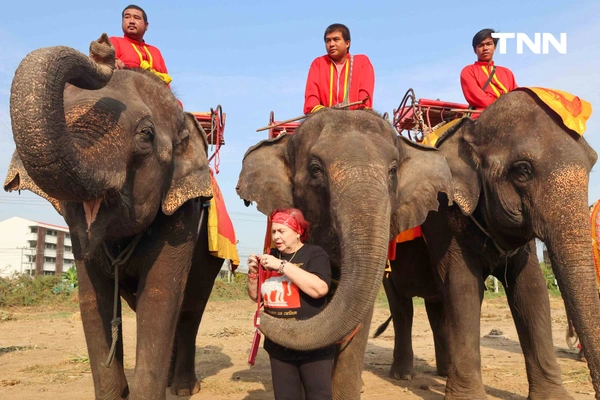รูป-อยุธยาจัดใหญ่ "วันช้างไทย 69”  เชิดชูสัตว์คู่แผ่นดิน เลี้ยงโต๊ะจีนช้าง 70 เชือก-14