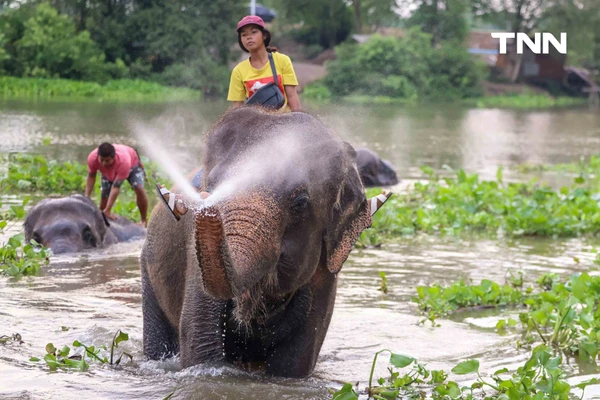รูป-อยุธยาจัดใหญ่ "วันช้างไทย 69”  เชิดชูสัตว์คู่แผ่นดิน เลี้ยงโต๊ะจีนช้าง 70 เชือก-6