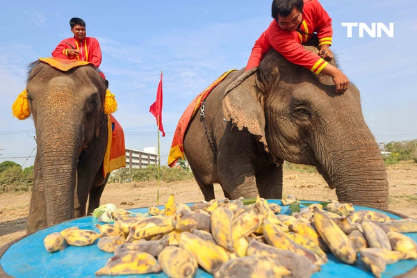 รูป-อยุธยาจัดใหญ่ "วันช้างไทย 69”  เชิดชูสัตว์คู่แผ่นดิน เลี้ยงโต๊ะจีนช้าง 70 เชือก-21