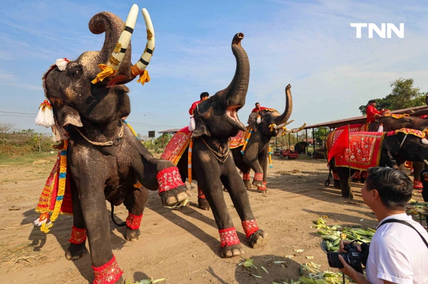 รูป-อยุธยาจัดใหญ่ "วันช้างไทย 69”  เชิดชูสัตว์คู่แผ่นดิน เลี้ยงโต๊ะจีนช้าง 70 เชือก-17