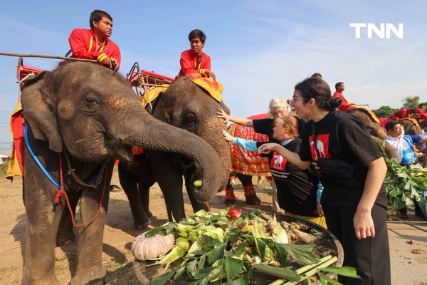 รูป-อยุธยาจัดใหญ่ "วันช้างไทย 69”  เชิดชูสัตว์คู่แผ่นดิน เลี้ยงโต๊ะจีนช้าง 70 เชือก-16