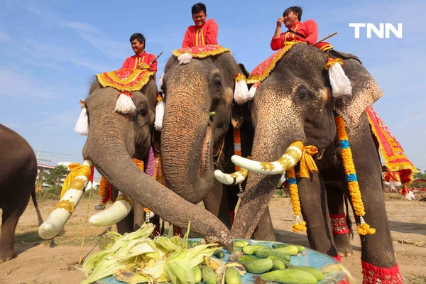 รูป-อยุธยาจัดใหญ่ "วันช้างไทย 69”  เชิดชูสัตว์คู่แผ่นดิน เลี้ยงโต๊ะจีนช้าง 70 เชือก-23