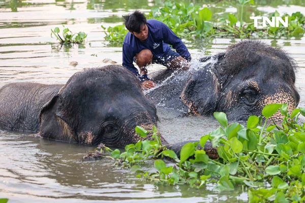 รูป-อยุธยาจัดใหญ่ "วันช้างไทย 69”  เชิดชูสัตว์คู่แผ่นดิน เลี้ยงโต๊ะจีนช้าง 70 เชือก-7