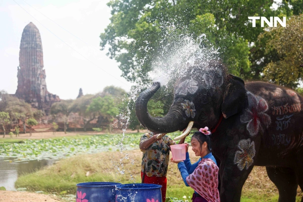 รูป-สีสันกรุงเก่า ช้าง 10 เชือกเพนต์ลายสวยงาม ร่วมเล่นน้ำรับมหาสงกรานต์อยุธยาปี 69-22