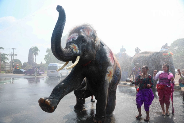 รูป-สีสันกรุงเก่า ช้าง 10 เชือกเพนต์ลายสวยงาม ร่วมเล่นน้ำรับมหาสงกรานต์อยุธยาปี 69-16