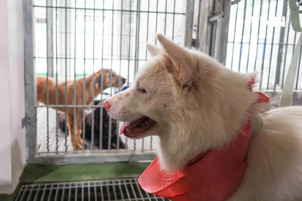 รูป-กทม. พลิกโฉม “ศูนย์ประเวศฯ” สู่บ้านใหม่สัตว์จรชวนคนกรุงฝังไมโครชิป-ฉีดวัคซีนฟรี-19