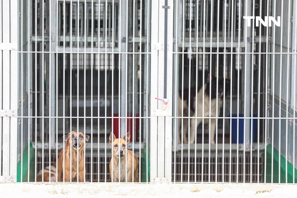 รูป-กทม. พลิกโฉม “ศูนย์ประเวศฯ” สู่บ้านใหม่สัตว์จรชวนคนกรุงฝังไมโครชิป-ฉีดวัคซีนฟรี-13
