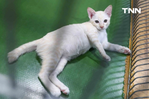 รูป-กทม. พลิกโฉม “ศูนย์ประเวศฯ” สู่บ้านใหม่สัตว์จรชวนคนกรุงฝังไมโครชิป-ฉีดวัคซีนฟรี-27