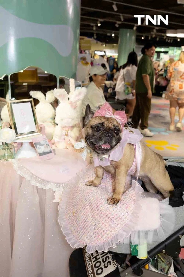 รูป-สยามดิสคัฟเวอรี่ เปลี่ยน PAW LAB สู่รันเวย์ครั้งแรก ชวนเหล่าเพื่อนสี่ขาและเจ้าของมาแสดงตัวตนผ่านแฟชั่นและ Pet Lifestyle-11