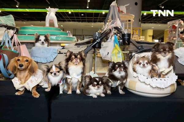 รูป-สยามดิสคัฟเวอรี่ เปลี่ยน PAW LAB สู่รันเวย์ครั้งแรก ชวนเหล่าเพื่อนสี่ขาและเจ้าของมาแสดงตัวตนผ่านแฟชั่นและ Pet Lifestyle-18