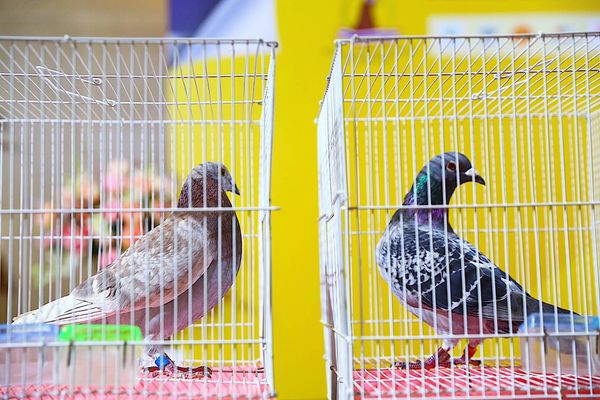 'กลุ่มทรู' ควง ส.นกพิราบฯ แถลงข่าวแข่งขันนกพิราบนานาชาติ ครั้งที่ 4