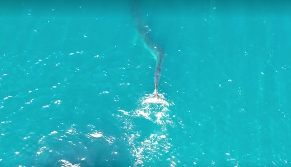 ตะลึง! ค้นพบ “วาฬฟิน”รูปร่างประหลาดผิดปกตินอกชายฝั่งของสเปน