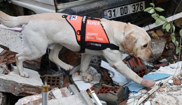  กู้ภัยสี่ขา จากไทยและทั่วโลกร่วมภารกิจกู้ภัยแผ่นดินไหวที่ตุรกี [มีคลิป] 