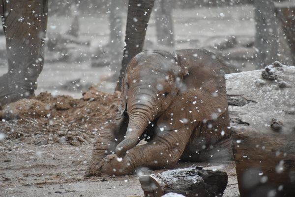 เอ็นดู! ช้างน้อยในแอริโซนาเล่นหิมะ ที่นานๆจะตกสักครั้งหนึ่ง