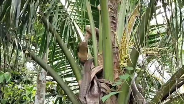 ชมคลิประทึก! จับงูจงอางยักษ์หนีชูคอสู้บนต้นมะพร้าว