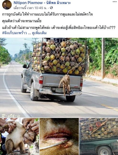 แหม่มโพธิ์ดำ-Drama-addict โต้ ‘นิติพล’ หยุดร่วมใส่ร้ายไทยปมลิงเก็บมะพร้าว