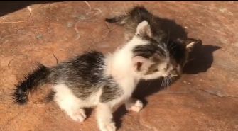 ทาสแมวแห่ชม กิก ดนัย ยอมเสียสละพังร้านตนเอง เพื่อช่วยชีวิตน้องแมว 