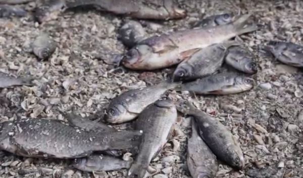 เขื่อนยูเครนแตก! เปิดภาพล่าสุดปลาหลายหมื่นตัวเกยตื้นตายบนชายฝั่ง