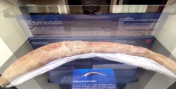 เปรูพบซากวาฬอาจเป็น “สัตว์ใหญ่สุดในโลก”หนักกว่า 300 ตัน