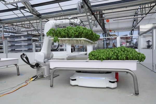 ฟาร์มเกษตรยุคใหม่! ใช้หุ่นยนต์และ AI ปลูกผัก ลดการใช้น้ำลงกว่า 90%