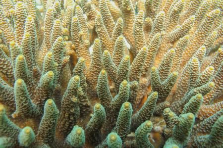 เทคโนโลยี CRISPR ค้นพบยีนที่จะช่วยปกป้องปะการัง จากปรากฏการณ์ ฟอกขาว