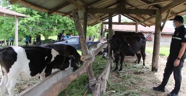 ประจวบฯ ประกาศเขตโรคระบาด ลัมปีสกิน หลังพบวัวป่วยแล้ว 426 ตัว